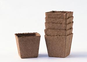 ガチャガチャの森:多彩なアイテムが揃うおもちゃの宝箱