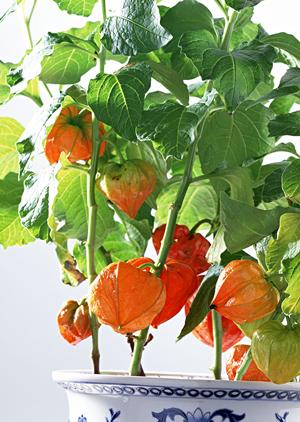 ビジネス成功に欠かせない!効率的な名刺作成のコツを徹底解説!